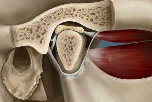 articulación temporomandibular